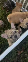 Knox , a male French Bulldog for sale in Cincinnati, OH – 1 of 3