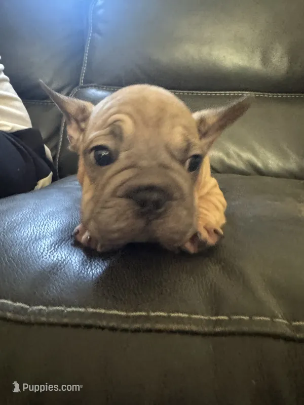 Duke  – French Bulldog puppy for sale in Cincinnati, OH