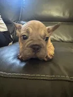 Duke , a male French Bulldog for sale in Cincinnati, OH – 1 of 2