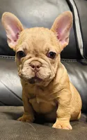 Sam , a male French Bulldog for sale in Cincinnati, OH – 2 of 2