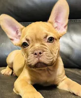 Tator , a male French Bulldog for sale in Cincinnati, OH – 1 of 3