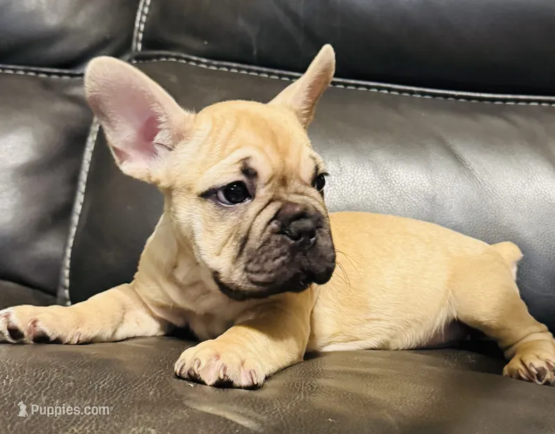 Bella  – French Bulldog puppy for sale in Cincinnati, OH
