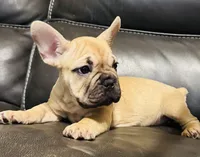 Bella , a female French Bulldog for sale in Cincinnati, OH – 1 of 1