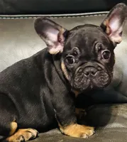 Bear , a male French Bulldog for sale in Cincinnati, OH – 3 of 3