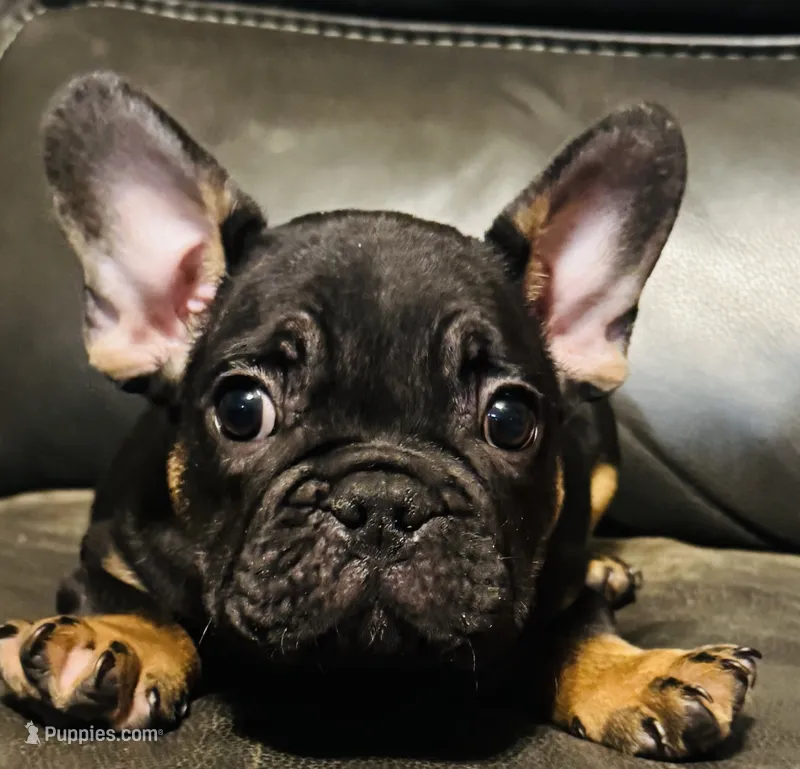 Bear  – French Bulldog puppy for sale in Cincinnati, OH