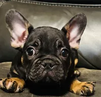 Bear , a male French Bulldog for sale in Cincinnati, OH – 1 of 3