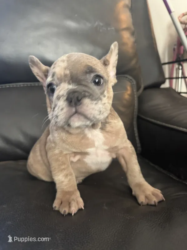 Ellie  – French Bulldog puppy for sale in Cincinnati, OH