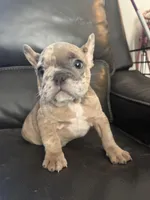 Diesel , a male French Bulldog for sale in Cincinnati, OH – 3 of 4