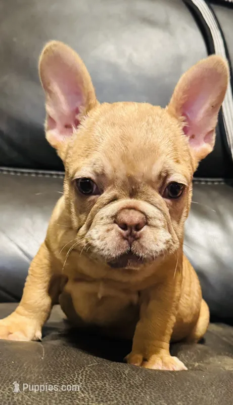 Sam  – French Bulldog puppy for sale in Cincinnati, OH