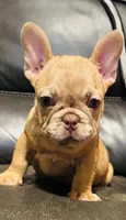 Sam , a male French Bulldog for sale in Cincinnati, OH – 1 of 2