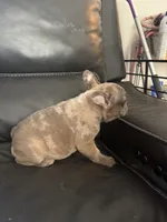 Diesel , a male French Bulldog for sale in Cincinnati, OH – 4 of 4