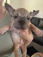 Duke , a male French Bulldog for sale in Cincinnati, OH – 2 of 2