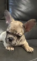 Knox , a male French Bulldog for sale in Cincinnati, OH – 3 of 3