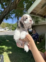 Oakley, a male Cocker Spaniel for sale in Riverside, CA – 3 of 6