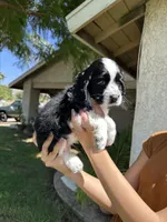 Hazel , a female Cocker Spaniel for sale in Riverside, CA – 2 of 5