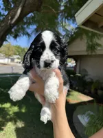 Hazel , a female Cocker Spaniel for sale in Riverside, CA – 5 of 5