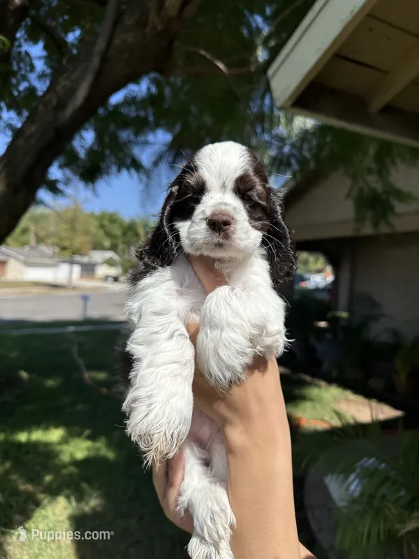 Penny – Cocker Spaniel puppy for sale in Riverside, CA
