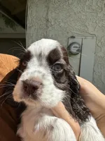 Penny, a female Cocker Spaniel for sale in Riverside, CA – 3 of 4