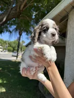 Oakley, a male Cocker Spaniel for sale in Riverside, CA – 5 of 6