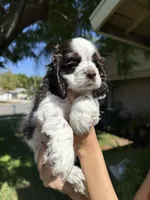 Penny, a female Cocker Spaniel for sale in Riverside, CA – 2 of 4