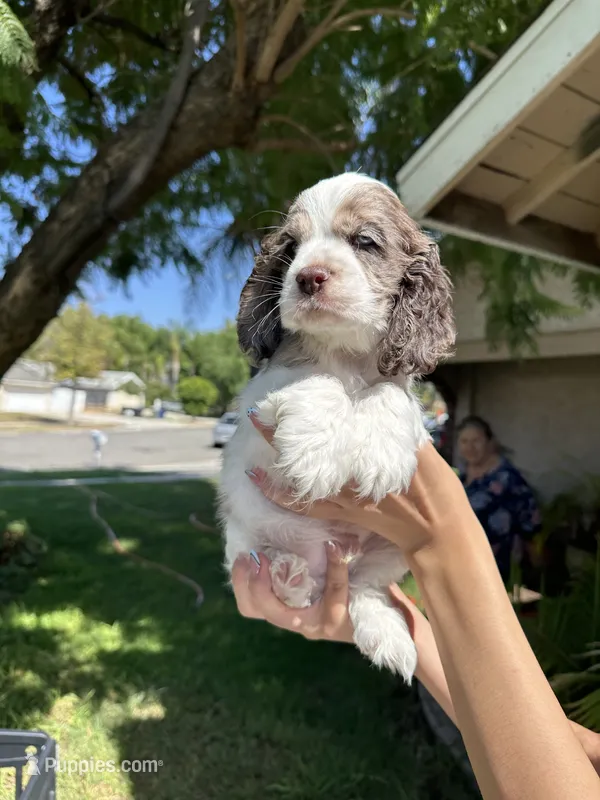 Oakley – Cocker Spaniel puppy for sale in Riverside, CA