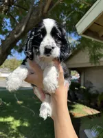Hazel , a female Cocker Spaniel for sale in Riverside, CA – 3 of 5