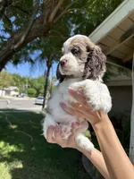 Oakley, a male Cocker Spaniel for sale in Riverside, CA – 4 of 6