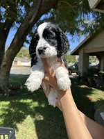 Hazel , a female Cocker Spaniel for sale in Riverside, CA – 4 of 5