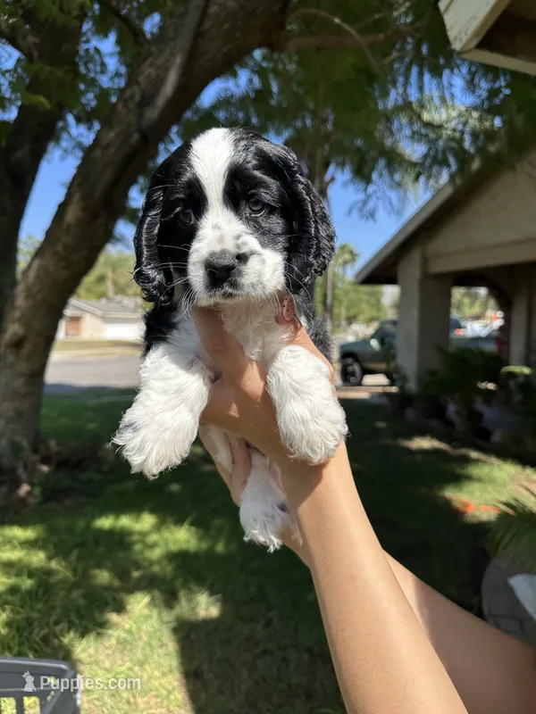 Hazel  – Cocker Spaniel puppy for sale in Riverside, CA