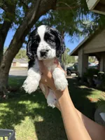 Hazel , a female Cocker Spaniel for sale in Riverside, CA – 1 of 5