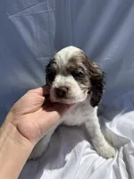 Oakley, a male Cocker Spaniel for sale in Riverside, CA – 6 of 6
