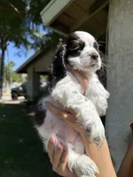 Penny, a female Cocker Spaniel for sale in Riverside, CA – 4 of 4