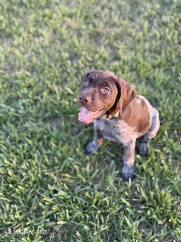 Yellow Girl – German Shorthaired Pointer puppy for sale in Fort Meade, FL