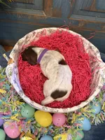 Purple Girl, a female German Shorthaired Pointer for sale in Fort Meade, FL – Photo 4 of 4