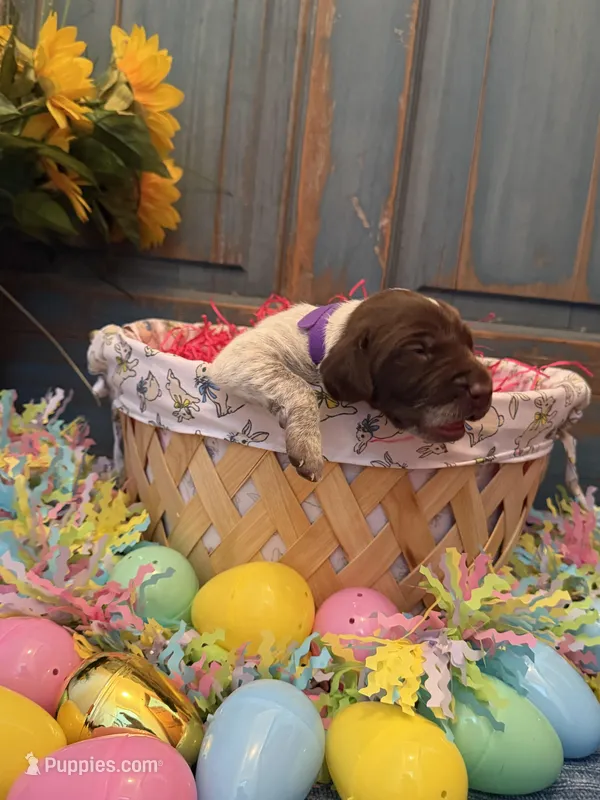 Purple Girl – German Shorthaired Pointer puppy for sale in Fort Meade, FL