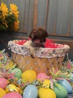 Purple Girl, a female German Shorthaired Pointer for sale in Fort Meade, FL – Photo 2 of 4