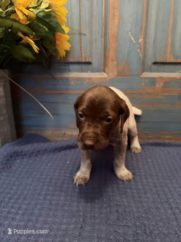 Purple Girl – German Shorthaired Pointer puppy for sale in Fort Meade, FL