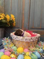 Purple Girl, a female German Shorthaired Pointer for sale in Fort Meade, FL – Photo 3 of 4