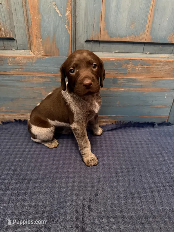 Pink Girl – German Shorthaired Pointer puppy for sale in Fort Meade, FL