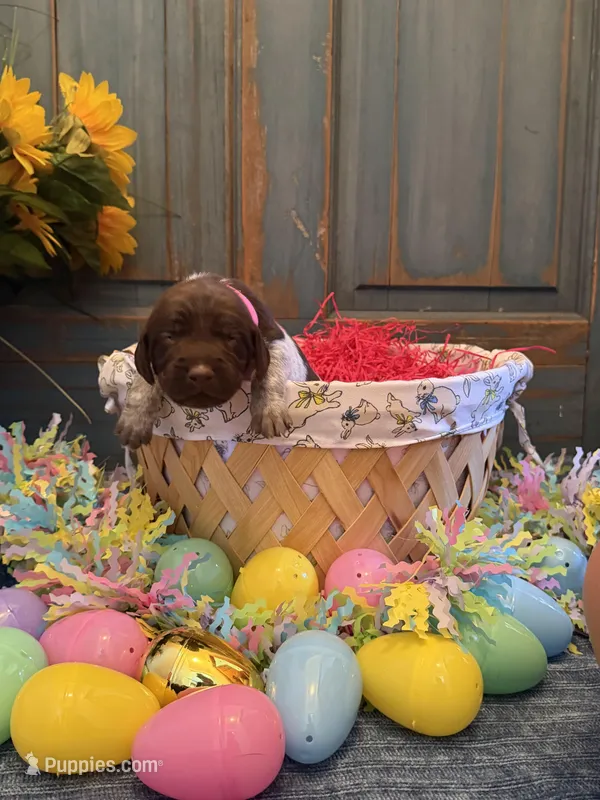 Pink Girl – German Shorthaired Pointer puppy for sale in Fort Meade, FL