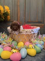Pink Girl, a female German Shorthaired Pointer for sale in Fort Meade, FL – Photo 1 of 3