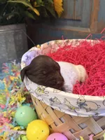 Light Purple, a female German Shorthaired Pointer for sale in Fort Meade, FL – Photo 2 of 3