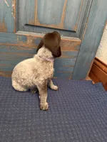 Light Purple, a female German Shorthaired Pointer for sale in Fort Meade, FL – 4 of 7