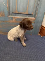 Light Purple, a female German Shorthaired Pointer for sale in Fort Meade, FL – 2 of 7