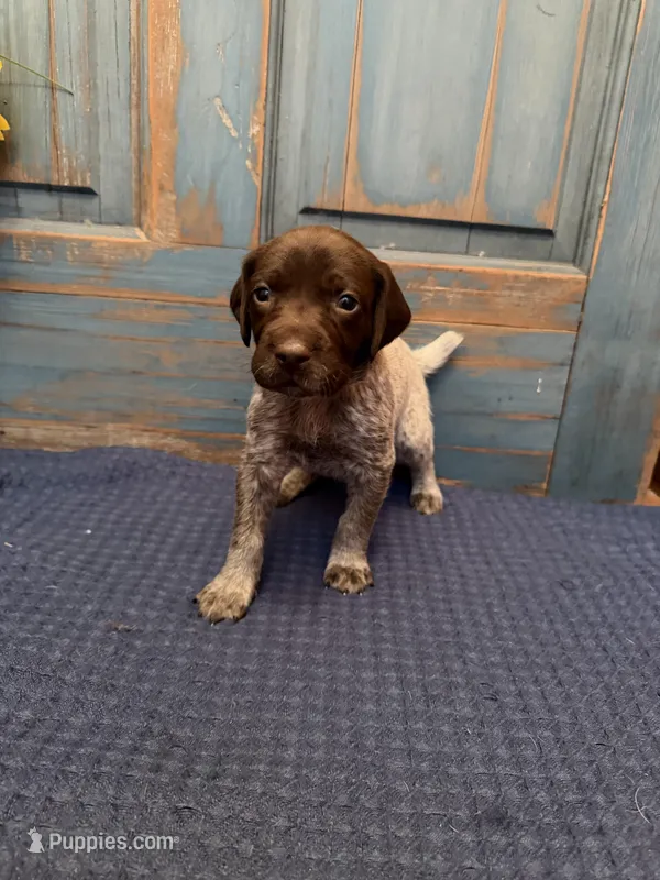 Light Purple – German Shorthaired Pointer puppy for sale in Fort Meade, FL