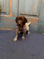 Light Purple, a female German Shorthaired Pointer for sale in Fort Meade, FL – 1 of 7