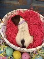 Light Purple, a female German Shorthaired Pointer for sale in Fort Meade, FL – Photo 3 of 3