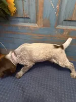 Light Purple, a female German Shorthaired Pointer for sale in Fort Meade, FL – 3 of 7