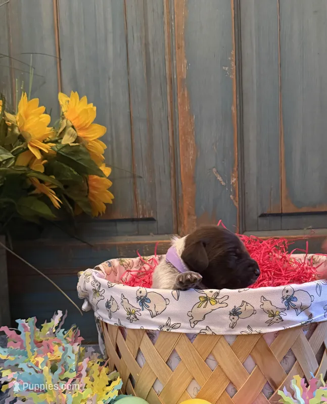 Light Purple – German Shorthaired Pointer puppy for sale in Fort Meade, FL
