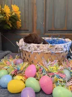 Black Boy, a male German Shorthaired Pointer for sale in Fort Meade, FL – Photo 2 of 3